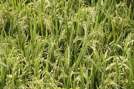 Téléchargez les photos : Grain, riz prêt pour la récolte dans la rizière, Tamil Nadu, Inde - en image libre de droit