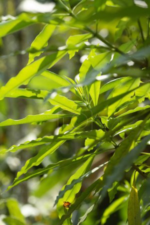 Heilpflanze lokaler Name in Munnar Kerala Analivagam Botanischer Name Pittosporum Tetraspermum