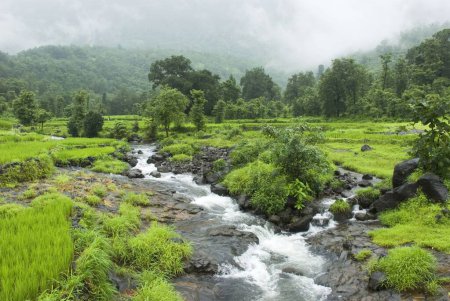 Téléchargez les photos : Paysage de Malshej dans les ruisseaux de mousson descendant se fusionnant dans la rivière Bhima, ghat de Malshej, Maharashtra, Inde - en image libre de droit