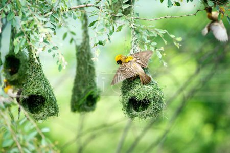 baya weaver nest indian birds wild life india