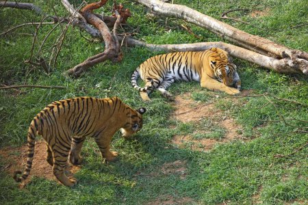 Téléchargez les photos : Tigre du Bengale et Tigresse Panthera tigris dans le zoo de Guwahati, Assam, Inde - en image libre de droit