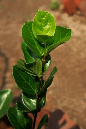 Téléchargez les photos : Plante médicinale ayurvédique Nom scientifique premna integrifolia l - en image libre de droit