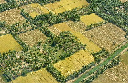 Photo for Aerial view of field surrounded by palm trees, Andhra Pradesh, India - Royalty Free Image