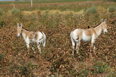 Foto de Wild Ass Equus Hemionus Pallas in cotton field , Gujarat , India - Imagen libre de derechos