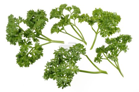 Photo for Spices , Coriander leaves on white background - Royalty Free Image