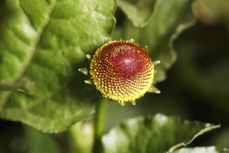 Foto de Planta medicinal, Akkalkara Spilanthes acmella Acmella oleracea Asteraceae Aroma - Imagen libre de derechos