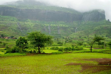 Foto de Paisaje, nubes monzónicas bajas en campos verdes, Nasik, Maharashtra, India - Imagen libre de derechos