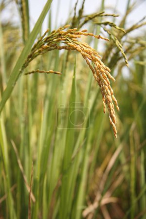 Téléchargez les photos : Grain, gros plan de riz mûri prêt pour la récolte dans une rizière, Tamil Nadu, Inde - en image libre de droit
