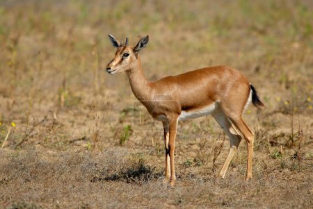 Téléchargez les photos : Chinkara Indian Antelope Gazella gazella, Nalia, Kutch, Gujarat, Inde - en image libre de droit
