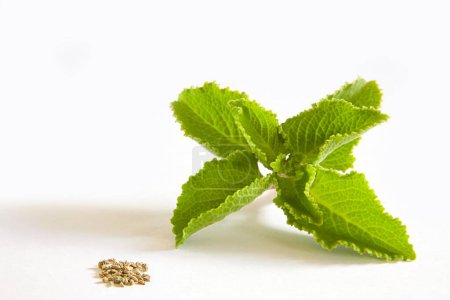 Indian species , Ajwain Ajowan Leaf and seeds Herbaceous plant Carum ajowan on white background