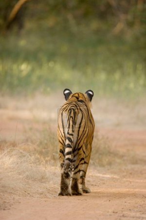 Vue arrière de Tiger Panthera Tigris marchant dans le parc national de Ranthambore, Rajasthan, Inde
