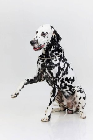 Photo for Dog Dalmatian male black spotting white body sitting posing on white background - Royalty Free Image
