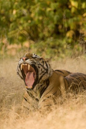 Photo for Tiger Panthera tigris yawning , Ranthambore tiger reserve , Rajasthan , India - Royalty Free Image