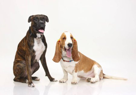 Photo for Dogs Boxer Brindal and Basset Hound female friendship posing on white background - Royalty Free Image