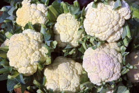 Green vegetable cauliflower brassica oleracea in basket