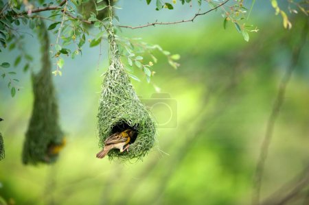 baya tejedor nido indio aves salvaje vida india