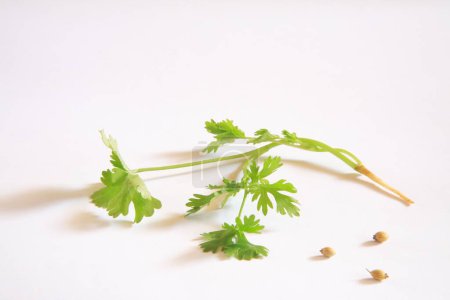 Foto de Especias indias, hojas frescas de cilantro y semillas Dhania Coriand ron sativum sobre fondo blanco - Imagen libre de derechos