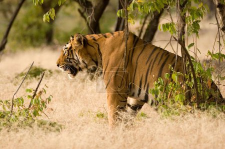 Téléchargez les photos : Tiger Panthera tigris, réserve de tigres de Ranthambore, Rajasthan, Inde - en image libre de droit