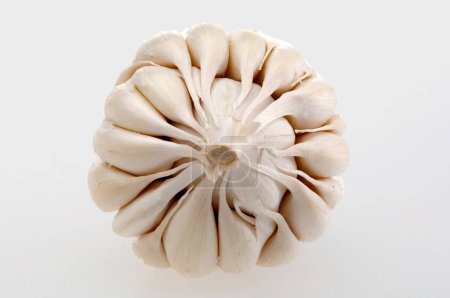 Téléchargez les photos : Épices, ail Allium sativum sur fond blanc - en image libre de droit