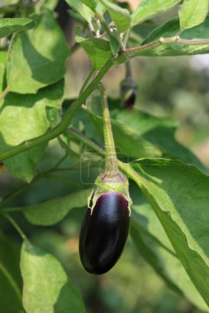 Gemüse, brinjal Eipflanze solanum melongena ovale Form dunkelviolett hängend an Zweig im Feld