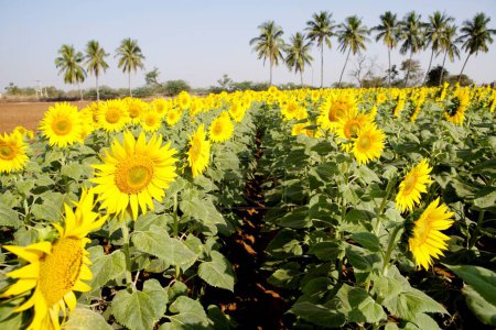 Téléchargez les photos : Tournesols cultivés dans les champs, Karnataka, Inde - en image libre de droit
