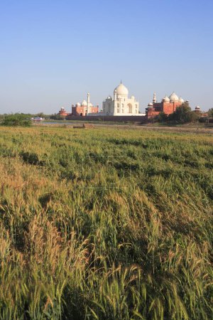 Photo for Wheat crops in field at Taj Mahal on the bank of Yamuna river , Agra , Uttar Pradesh , India - Royalty Free Image