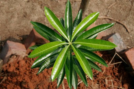 Ayurvedic medicinal plant , Scientific name alstonia scholaris R Br , English name: white cheesewood , milkwood pine , blackboard tree