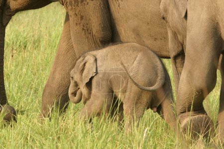 Téléchargez les photos : Elephant Asiatique Elephas maximus, mère avec jeune veau, Corbett Tiger Reserve, Uttaranchal, Inde - en image libre de droit