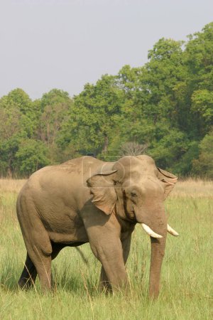 Asiatic Elephant tusker Elephas maximus lone in heat or Musth stage , Corbett Tiger Reserve , Uttaranchal , India