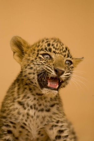 Téléchargez les photos : Gros chat bébé ou jeune louveteau léopard Panthera pardus snarling, parc national de Ranthambore, Rajasthan, Inde - en image libre de droit