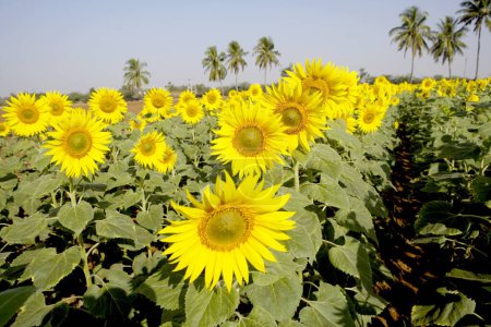 Sunflowers growing in field , Karnataka , India