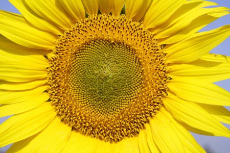 Close ups of Sunflower growing in field , Karnataka , India