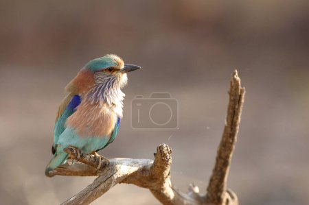 Photo for Bird , Indian Roller Coracias benghalensis , Ranthambore Tiger Reserve National Park , Rajasthan , India - Royalty Free Image