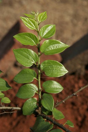 Téléchargez les photos : Plante médicinale ayurvédique Marathi nom kharbuti bor - en image libre de droit