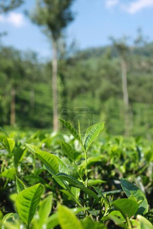 Foto de Plantación de té camellia sinensis, Thekkady en Idukki, Kerala, India - Imagen libre de derechos