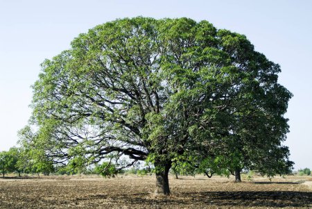 Foto de Mango tree mangifera indica en el distrito de Parbhani en Beed, Maharashtra, India - Imagen libre de derechos