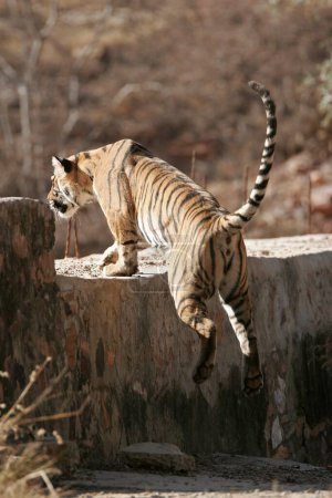Tiger Panthera tigris climbing on cement wall , Ranthambore National Park , Rajasthan , India