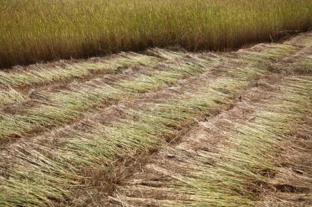 Téléchargez les photos : Prêt culture de riz, rizière, une partie de la rizière est coupée conservée sur le sol pour la collecte ou le séchage - en image libre de droit