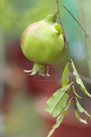 Téléchargez les photos : Fruits, grenade punica granatum avec des feuilles suspendues sur la branche - en image libre de droit