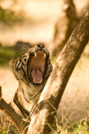 Téléchargez les photos : Tiger Panthera tigris bâillement, réserve de tigres Ranthambore, Rajasthan, Inde - en image libre de droit