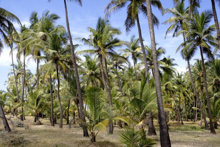 Téléchargez les photos : Cocotiers et ciel bleu, village Bhogwe, Konkan, district Sindhudurga, Maharashtra, Inde - en image libre de droit