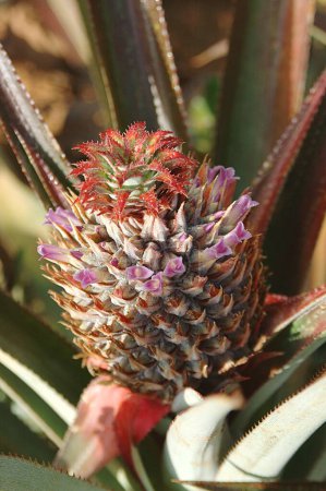 Foto de Frutas, Nombre inglés Piña, Nombre botánico Ananas comosus L Merr Familia Bromeliaceae, Joven Piña con flor - Imagen libre de derechos