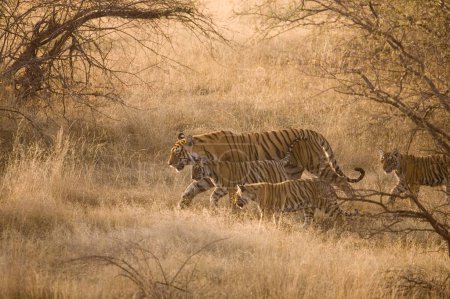 Téléchargez les photos : Tigresse avec oursons Panthera Tigris Tigre du Bengale dans les prairies sèches du parc national de la réserve de Tigre de Ranthambore, Rajasthan, Inde - en image libre de droit