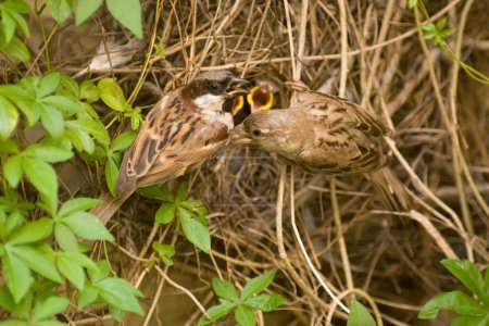Vogel, Feldsperling im Nest, Ranthambore Tiger Reserve, Rajasthan, Indien