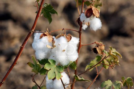Baumwollfeld, Baumwollpuppe geplatzt Gossypium herbaceum bereit für die Ernte, Gujarat, Indien