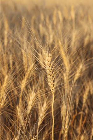 Téléchargez les photos : Golden wheat triticum aestivum, Madhya Pradesh, Inde - en image libre de droit