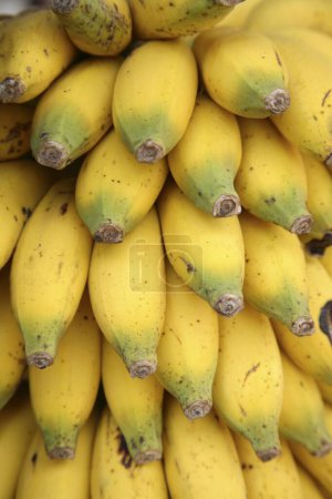 Fruit , Banana Botanical name Musa paradisiacal Family Musaceae bunch of banana plantation fruit