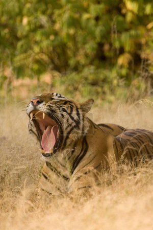 Tiger Panthera tigris yawning , Ranthambore tiger reserve , Rajasthan , India