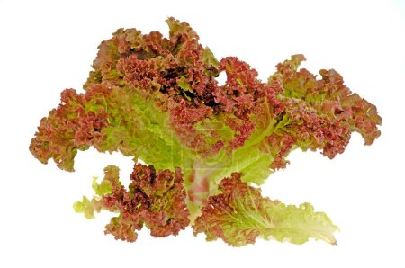 Photo for Vegetable , Lettuce Oak red leaf on white background - Royalty Free Image