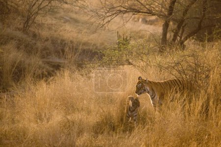 Tigress with cub Panthera Tigris Bengal tiger in dry grasslands of Ranthambore Tiger reserve national park , Rajasthan , India